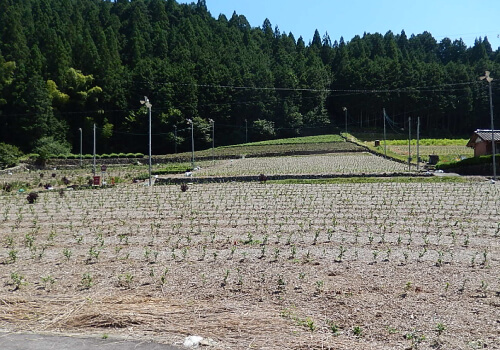 ほ場整備設計